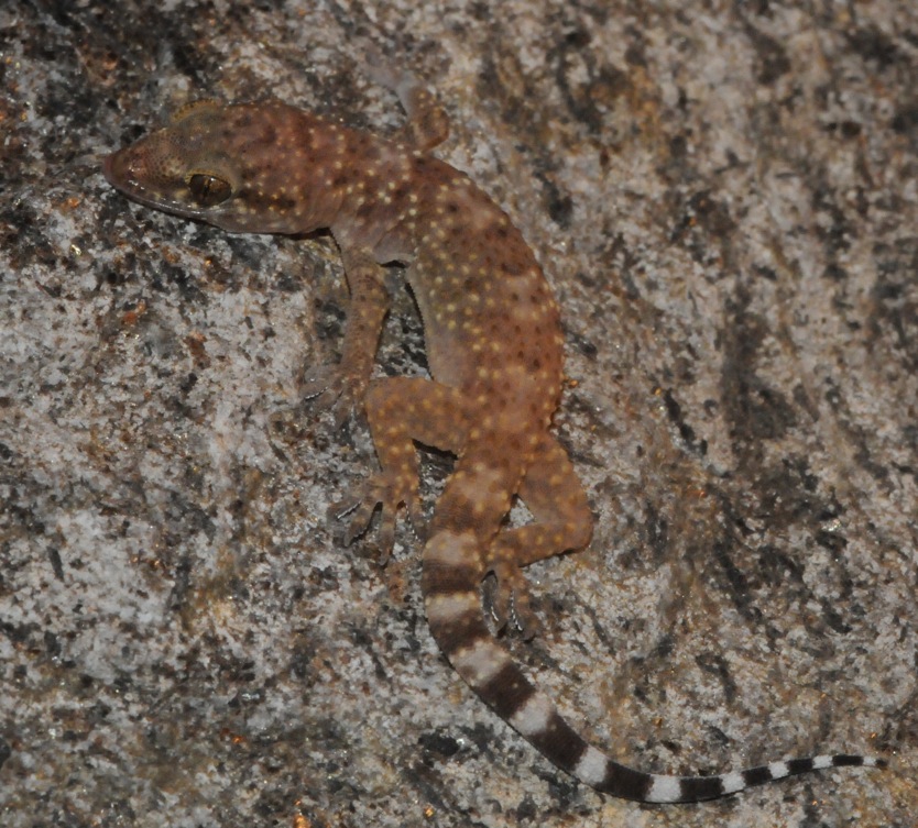 Hemidactylus turcicus?